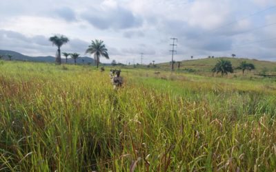 Unser Grundstück in Quinze – Schulbau